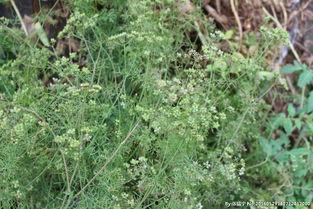 小香菜图片,绿意盎然的调味佳品